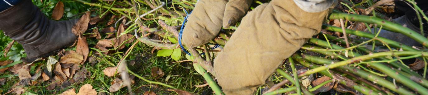 Image: mittened hands working a garden. Topic: 10 ways to prepare your garden for winter